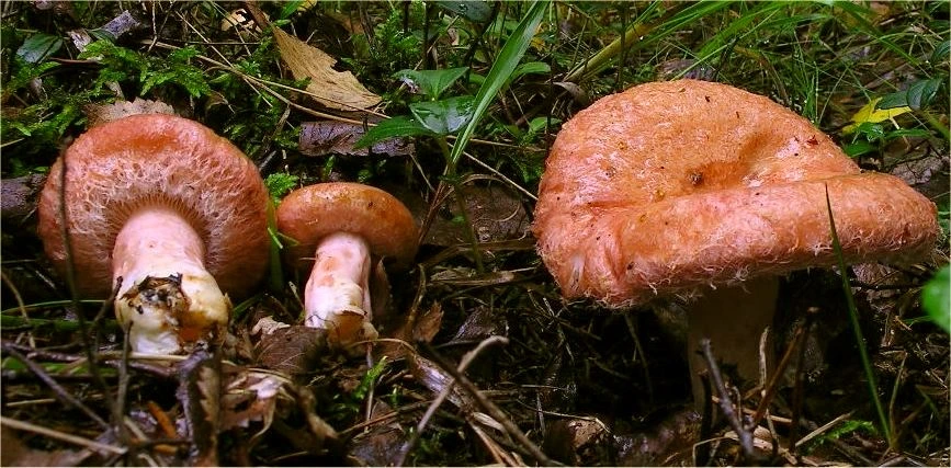 Mushrooms Growing Under Birch Trees: 15 Common Species