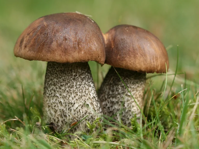 Leccinum scabrum: Brown Birch Bolete Identification and Look-Alikes