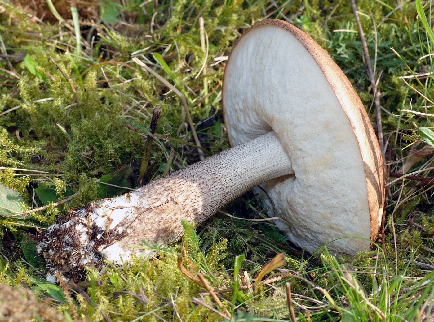 Leccinum scabrum: Brown Birch Bolete Identification and Look-Alikes