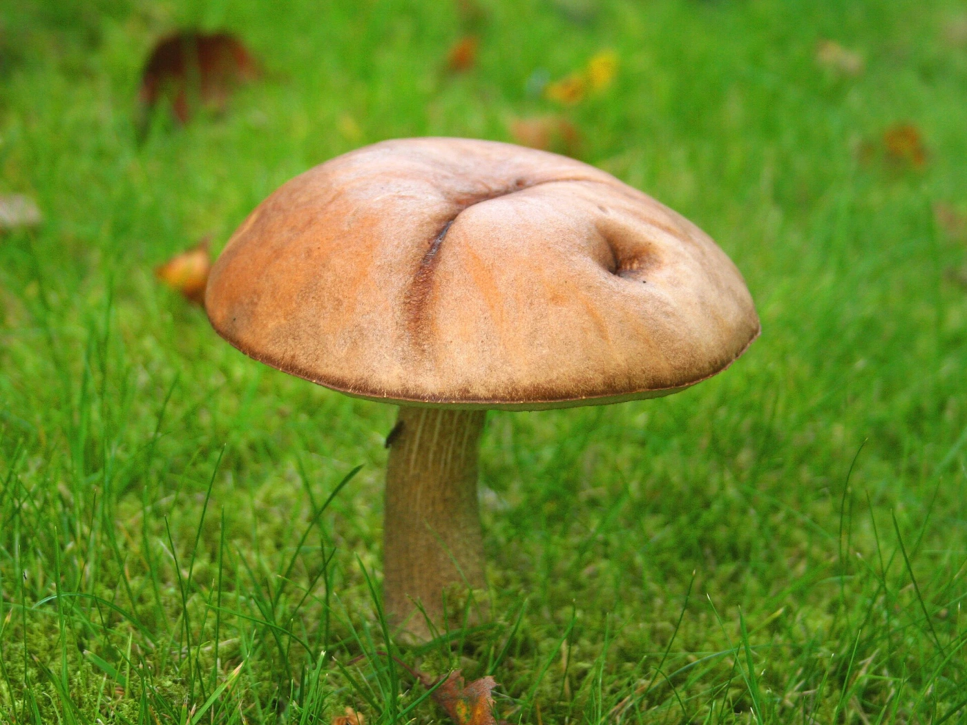Leccinum scabrum: Brown Birch Bolete Identification and Look-Alikes