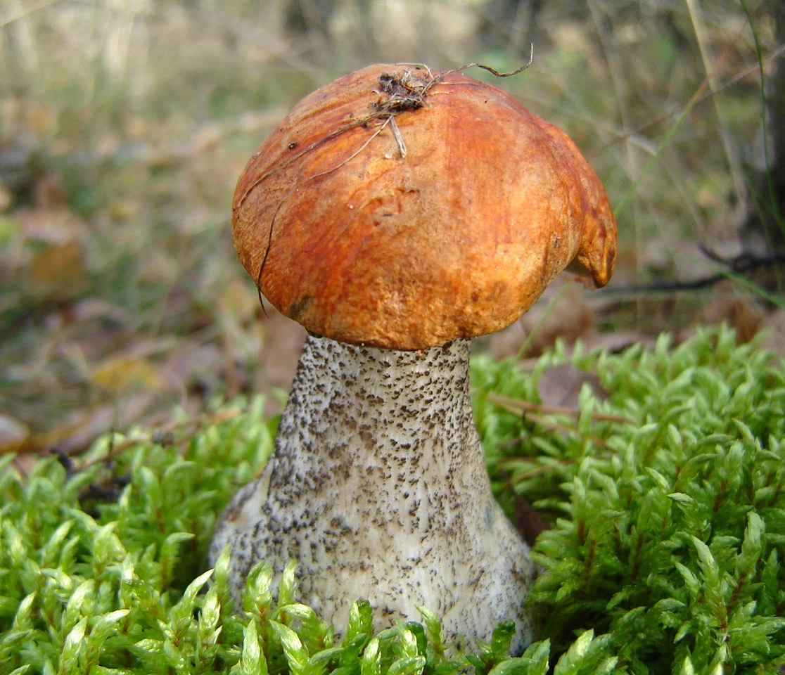 Mushrooms Growing Under Birch Trees: 15 Common Species