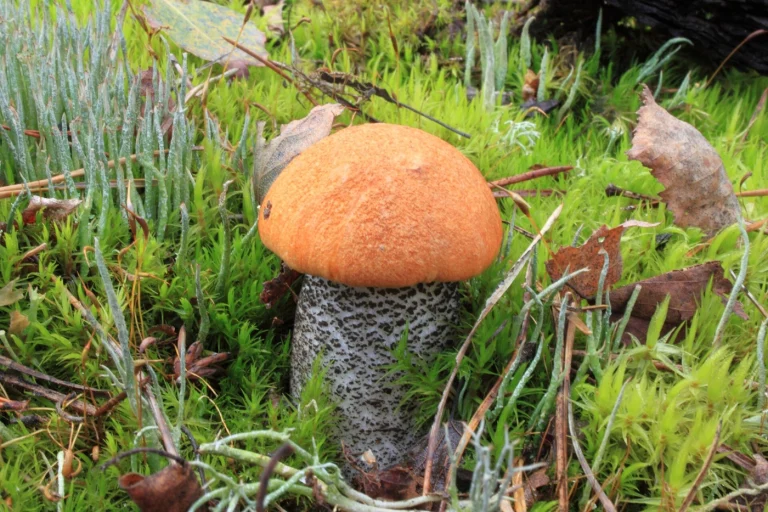 Mushrooms Growing Under Birch Trees: 15 Common Species