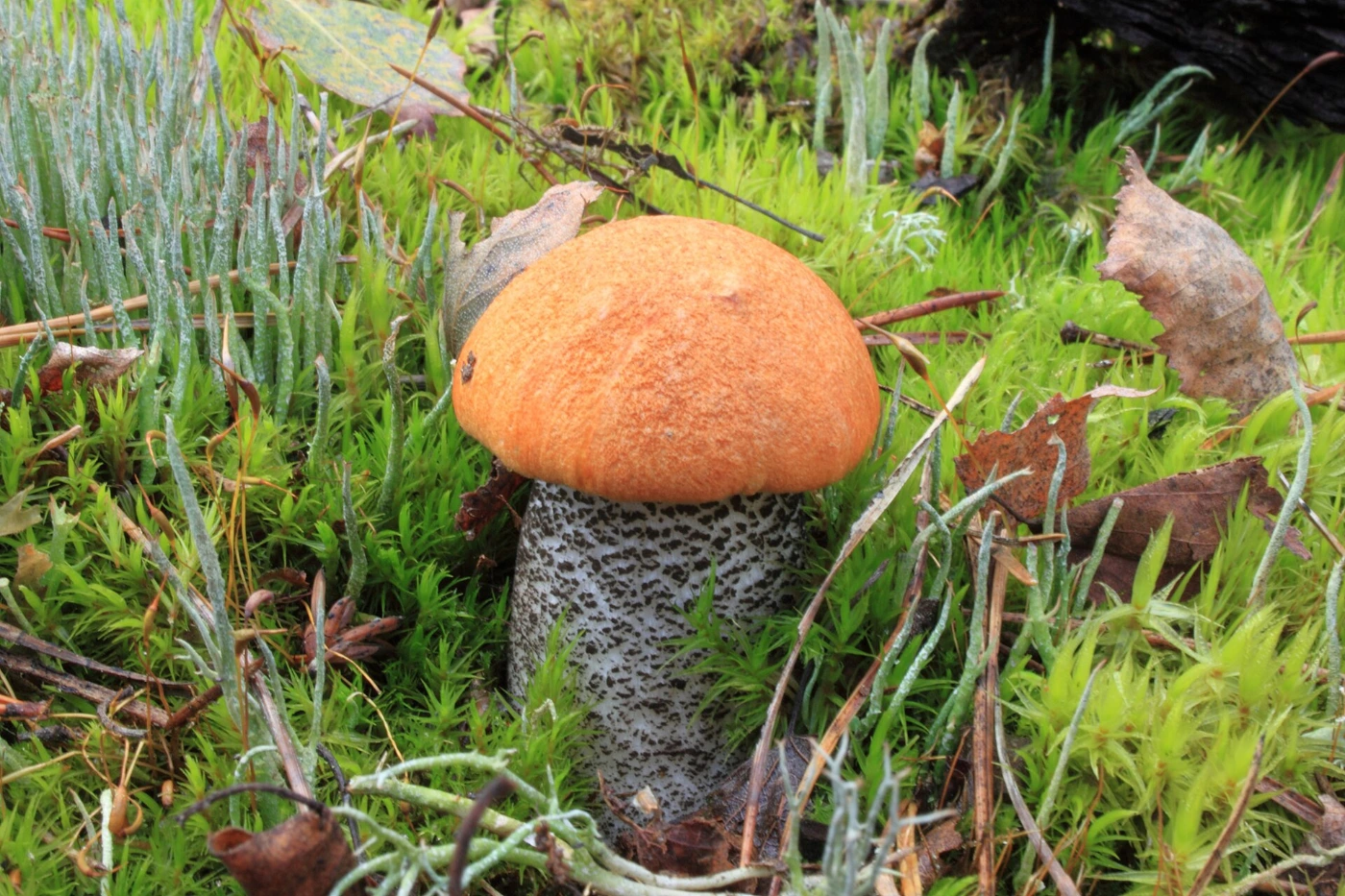 Mushrooms Growing Under Birch Trees: 15 Common Species