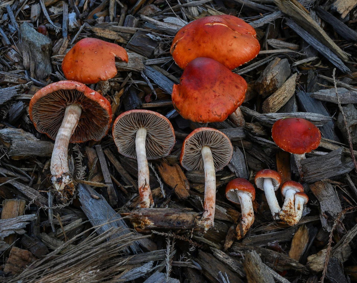 Leratiomyces ceres: Redlead Roundhead Identification and Look-Alikes