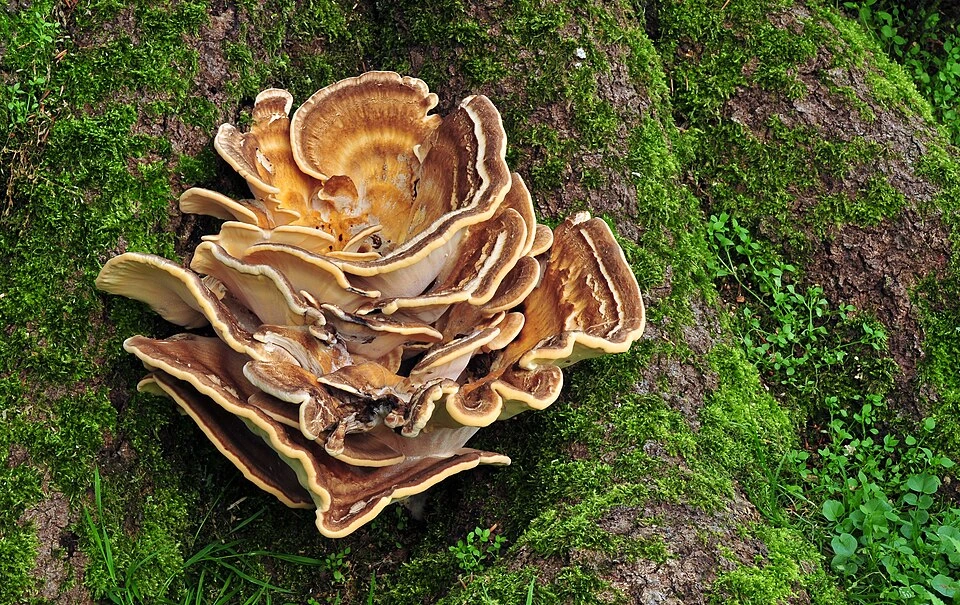 Polypore Mushroom Identification: How to Identify Bracket Fungi