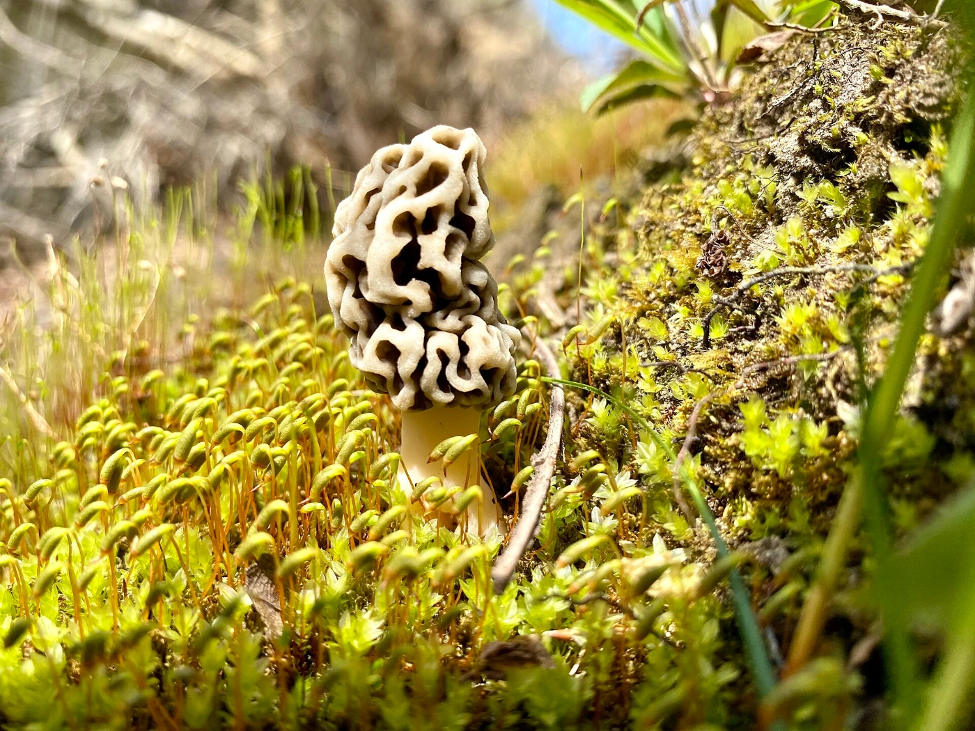 Morchella americana: Yellow Morel Identification and Look-Alikes