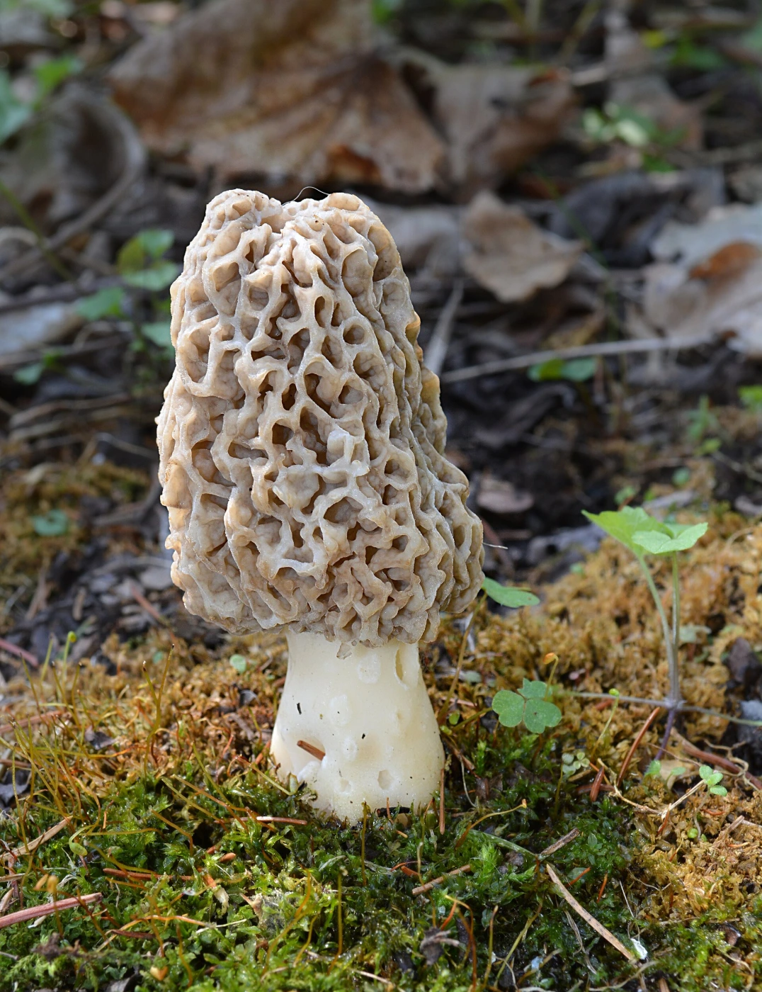 Morchella americana: Yellow Morel Identification and Look-Alikes