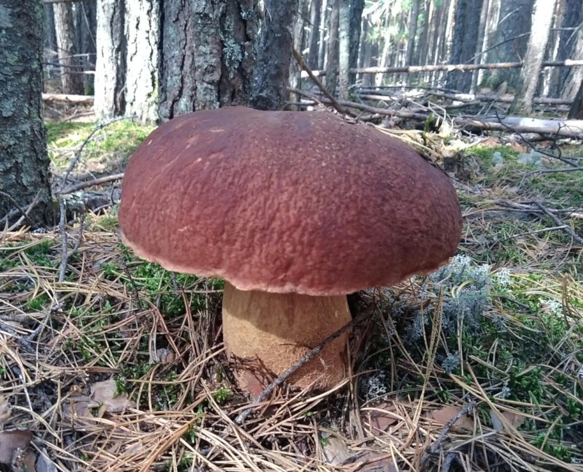 Mushrooms Growing Under Pine Trees: 15 Common Species