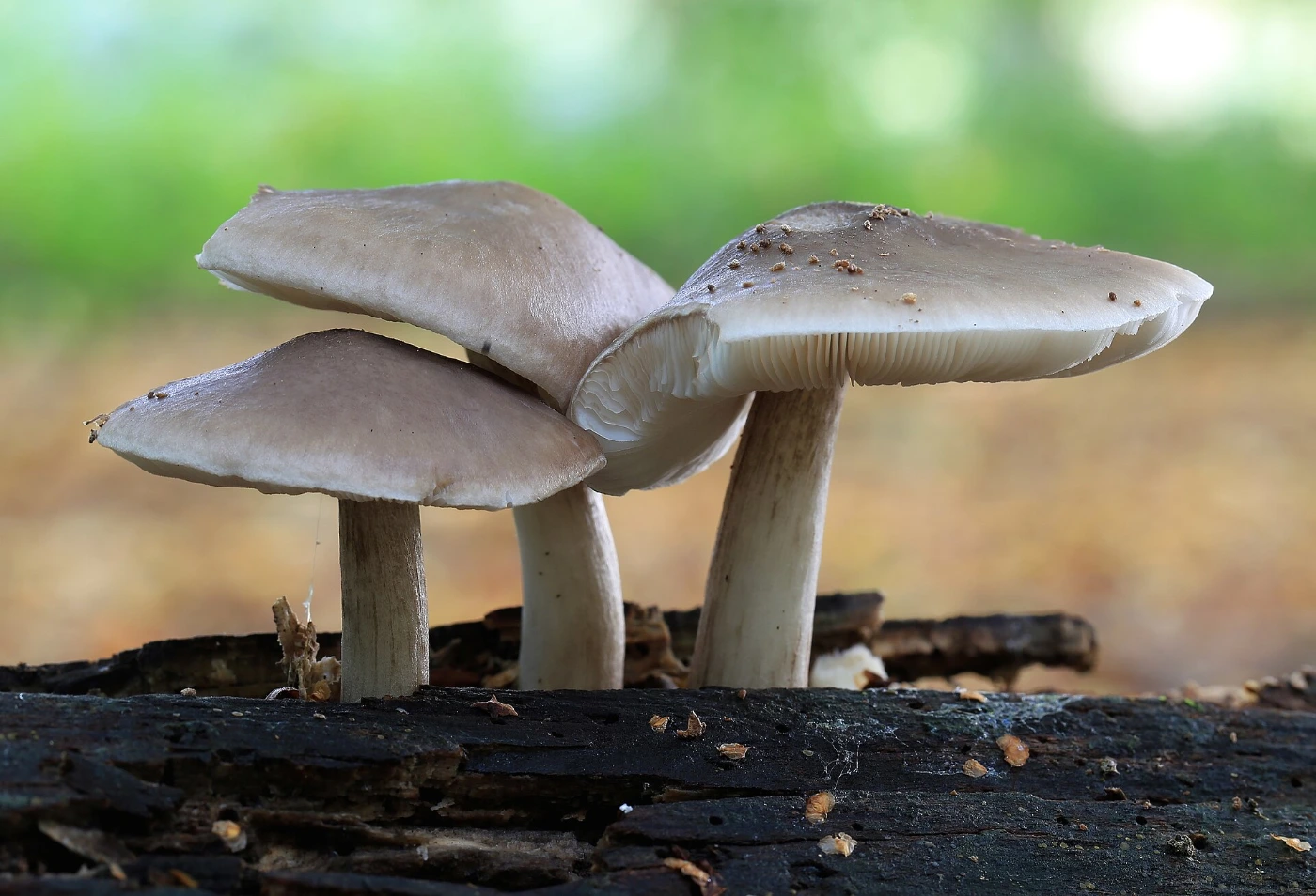 Pilze mit weißen Lamellen: 12 häufige Arten erkennen