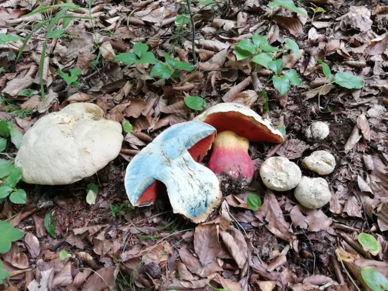 Rubroboletus satanas: Satan’s Bolete Identification and Look-Alikes
