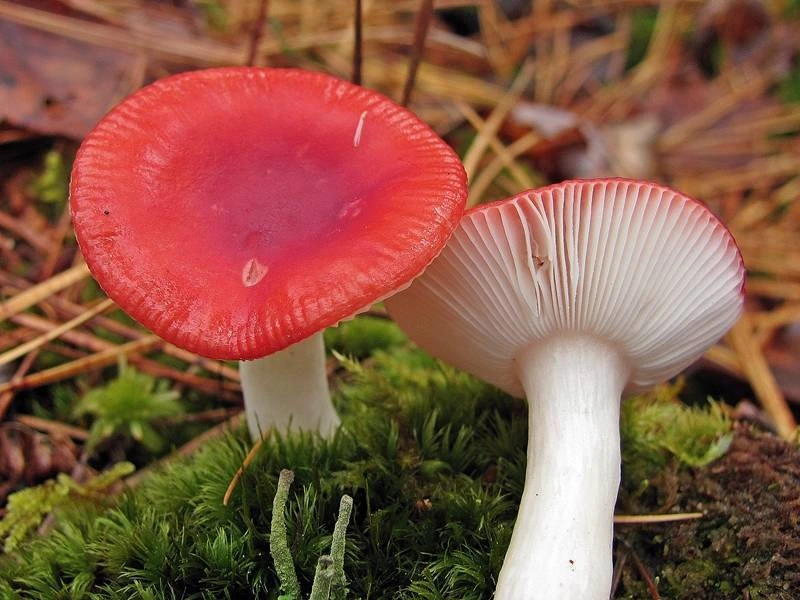 Russula emetica: The Sickener Identification and Look-Alikes