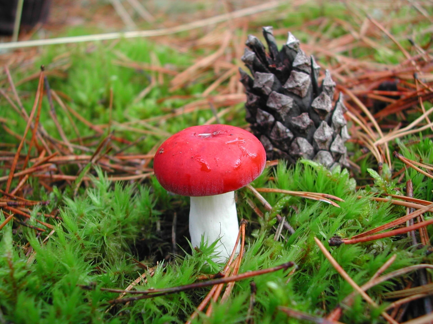 Russula emetica: The Sickener Identification and Look-Alikes