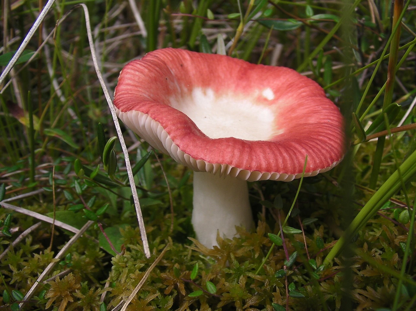 Russula emetica: The Sickener Identification and Look-Alikes