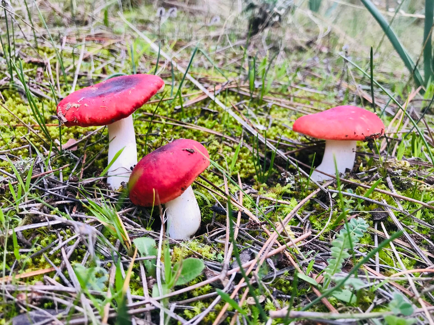 Russula emetica: The Sickener Identification and Look-Alikes