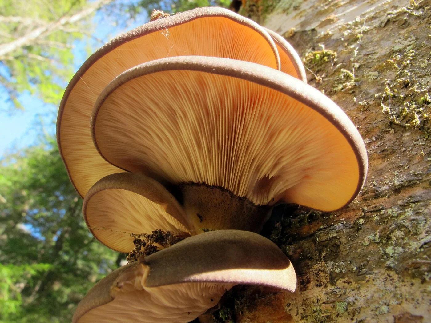 Winter Mushrooms: 12 Species You Can Find in Cold Weather