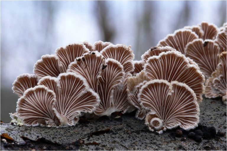 Winter Mushrooms: 12 Species You Can Find in Cold Weather