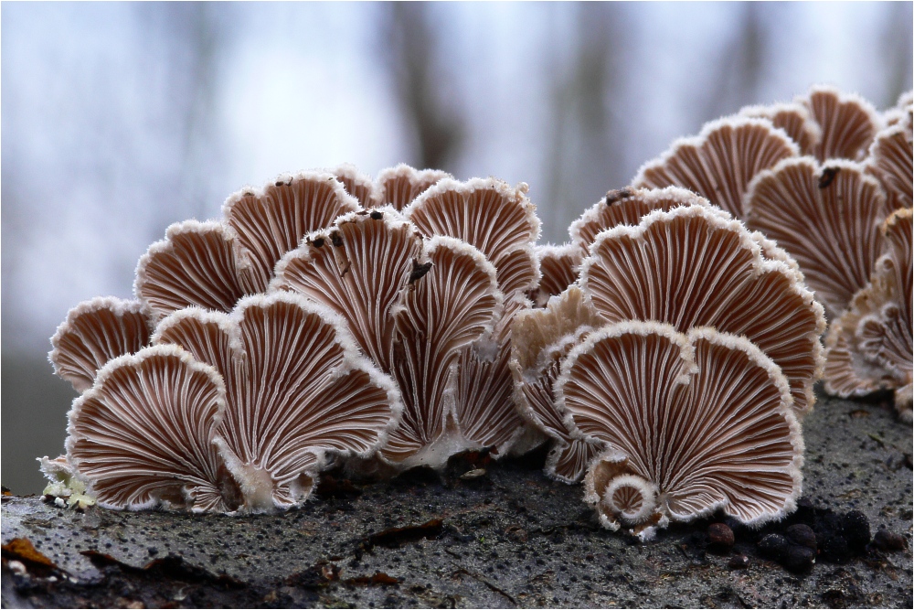 Winter Mushrooms: 12 Species You Can Find in Cold Weather