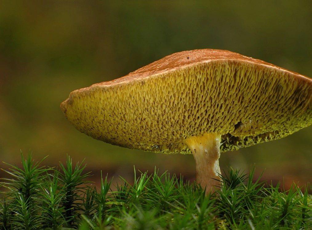 Mushrooms With Yellow Pores: 12 Common Bolete Species