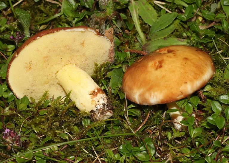 Suillus granulatus: Weeping Bolete Identification & Look-Alikes
