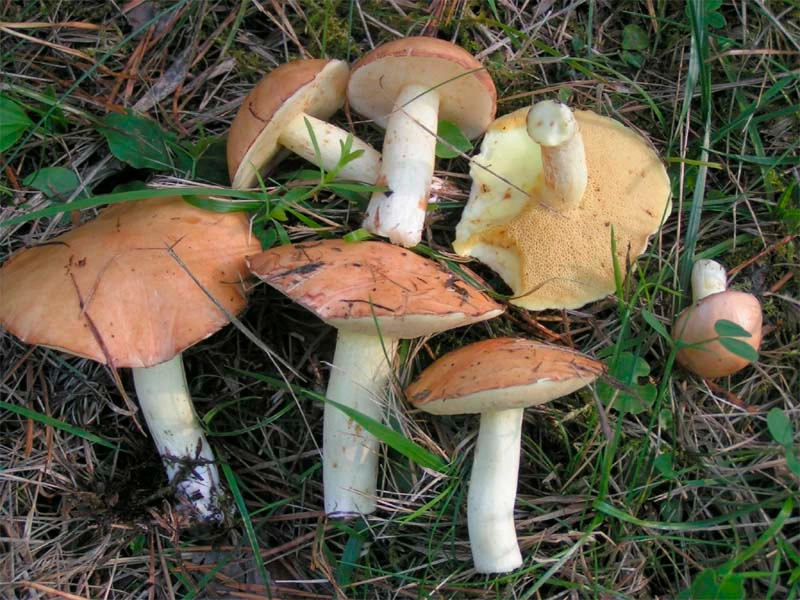 Slippery Jack vs Weeping Bolete: Suillus luteus vs Suillus granulatus