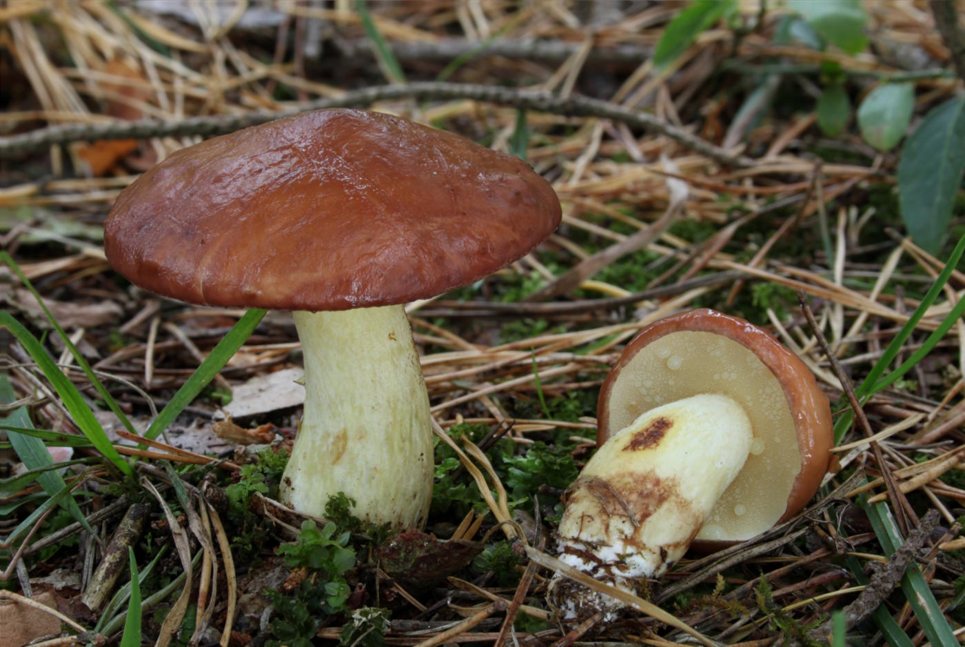 Suillus granulatus: Weeping Bolete Identification & Look-Alikes
