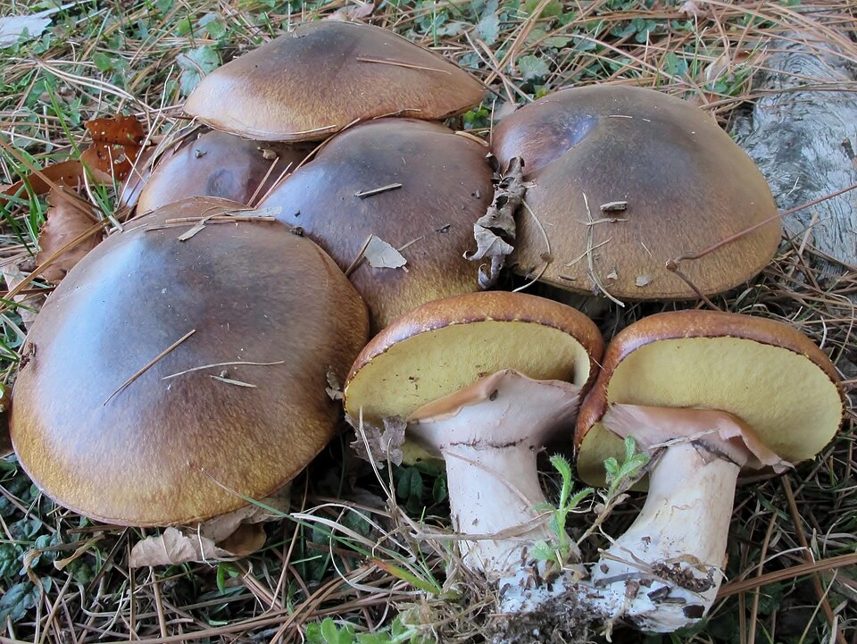 Mushrooms Growing Under Pine Trees: 15 Common Species