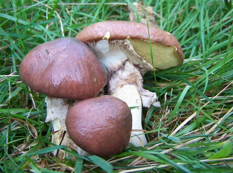 Suillus luteus: Slippery Jack Identification and Look-Alikes