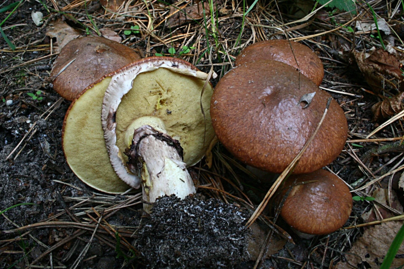 Suillus luteus: Slippery Jack Identification and Look-Alikes