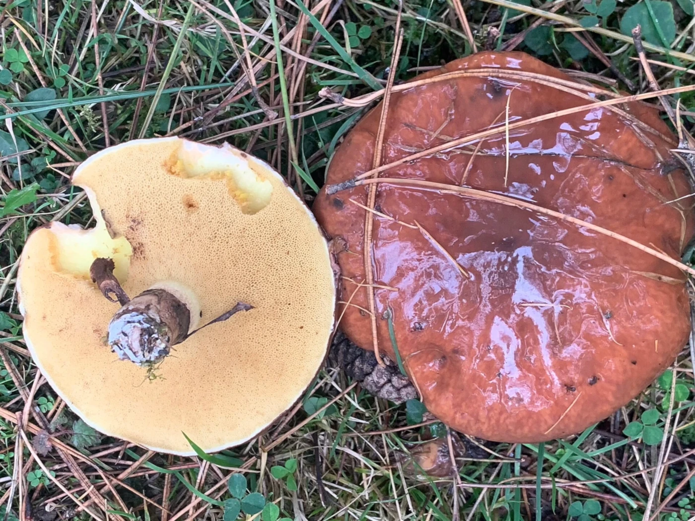 Suillus luteus: Slippery Jack Identification and Look-Alikes