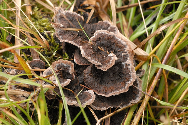 Mushrooms Growing Under Pine Trees: 15 Common Species
