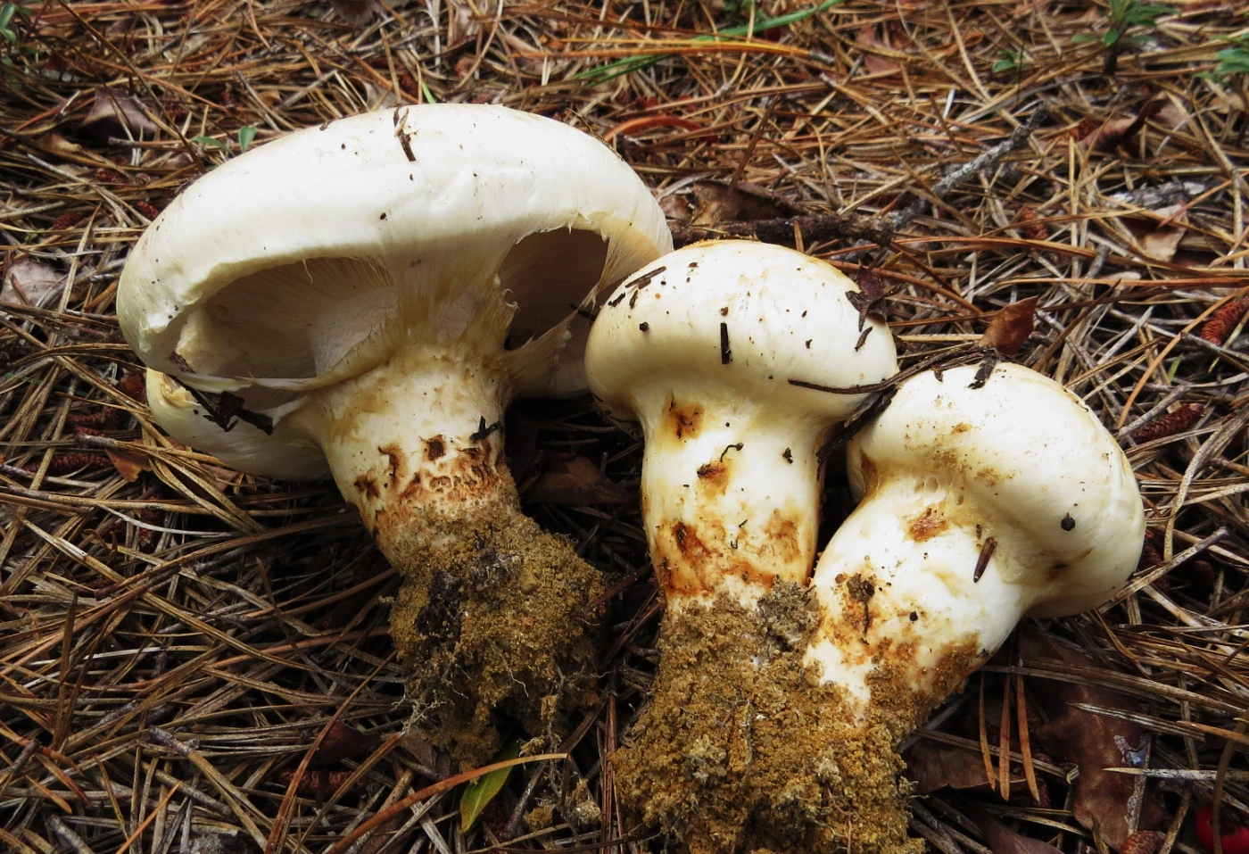 Tricholoma magnivelare: American Matsutake Identification and Look-Alikes