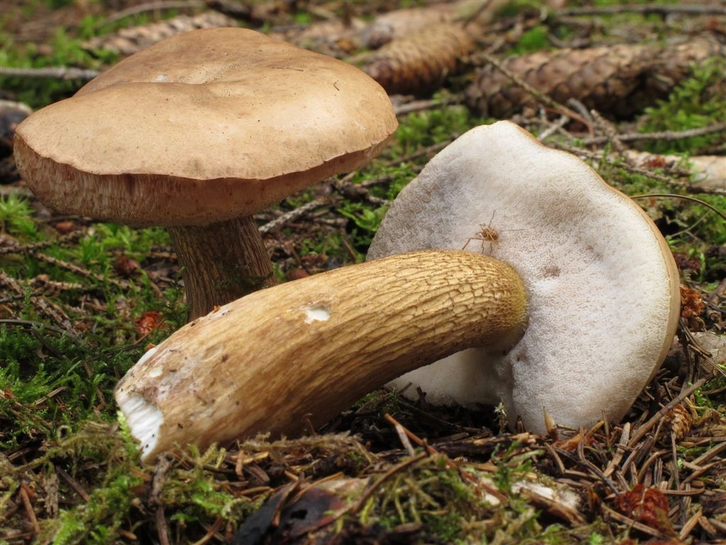 Porcini vs Bitter Bolete: How to Tell Them Apart