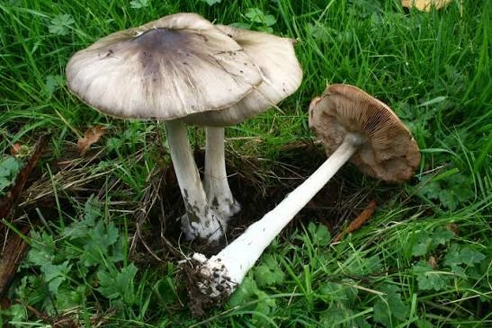 Volvopluteus gloiocephalus: Stubble Rosegill Identification
