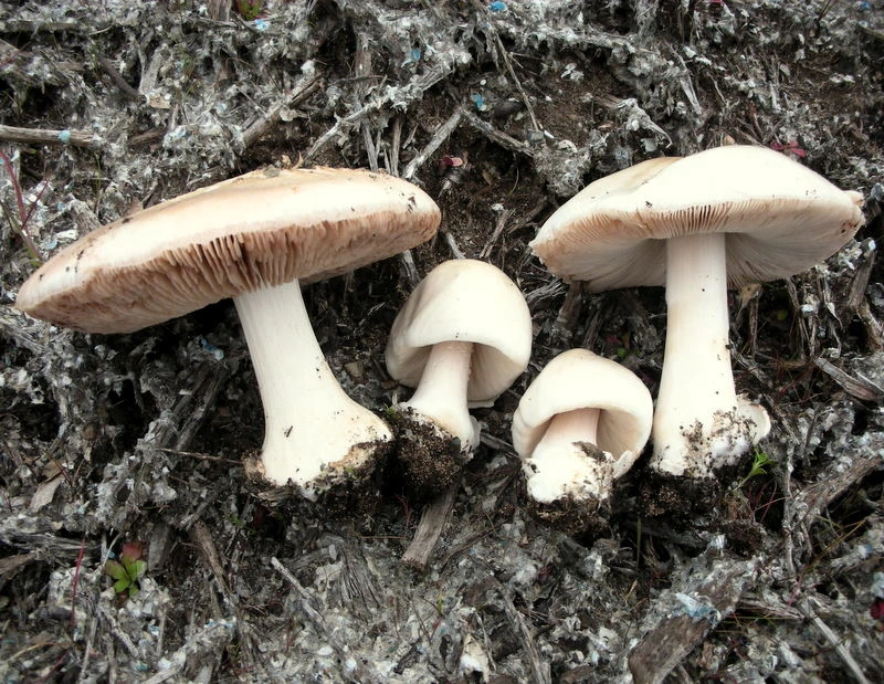 Volvopluteus gloiocephalus: Stubble Rosegill Identification