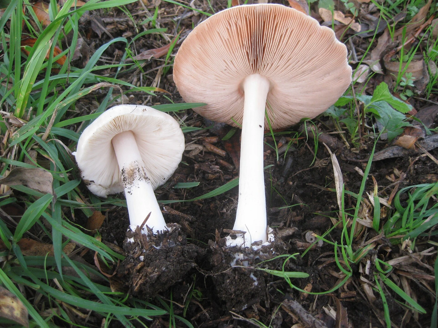 Volvopluteus gloiocephalus: Stubble Rosegill Identification