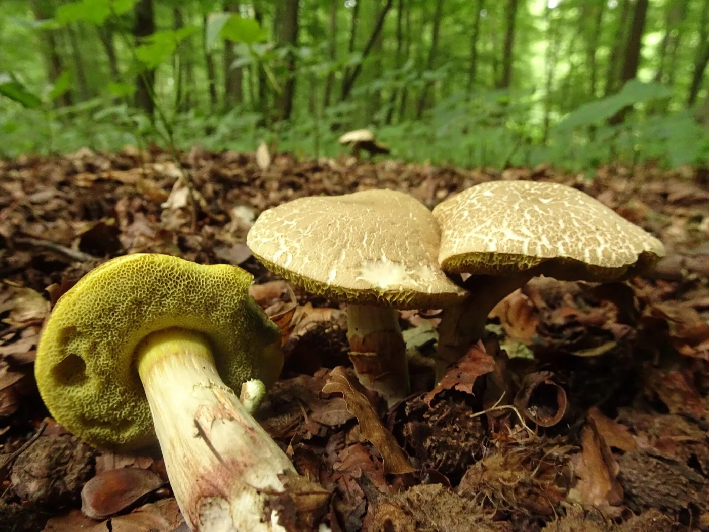 Mushrooms With Yellow Pores: 12 Common Bolete Species