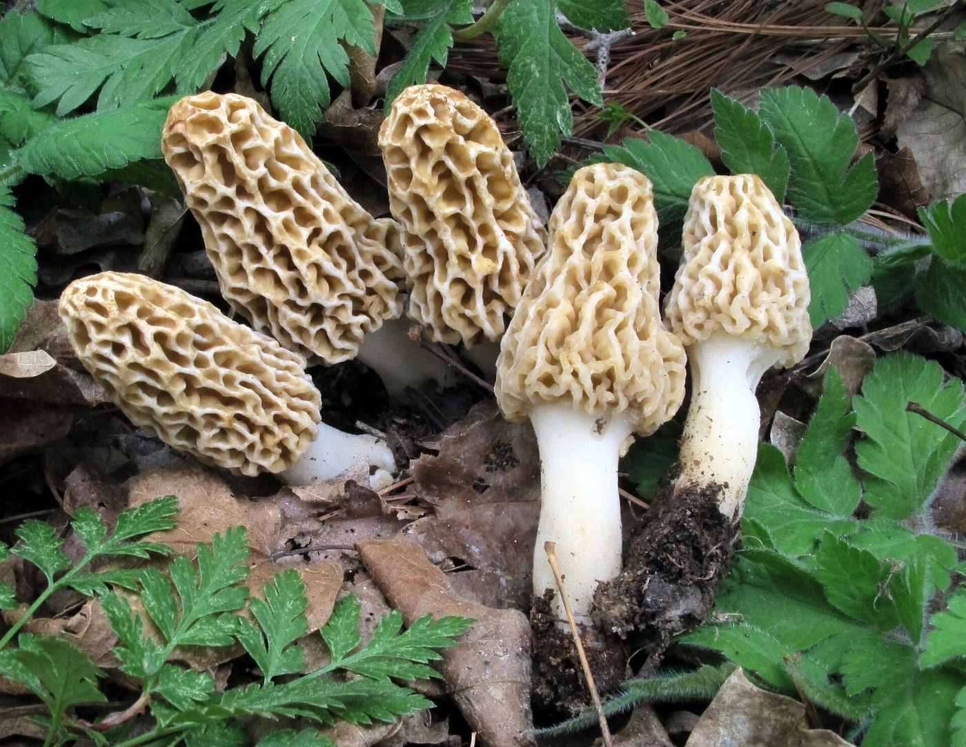 Morchella americana: Yellow Morel Identification and Look-Alikes